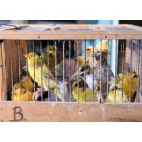 4569_6979 Enger Käfig mit Kanarienvögel auf dem Altonaer Fischmarkt. | 